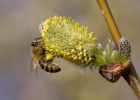 Western Honey Bee