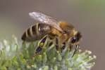 Western Honey Bee