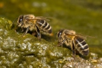 Western Honey Bee