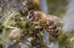 Western Honey Bee