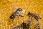 Western Honey Bee - Drone