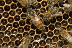 Western Honey Bee - Queen, Mother