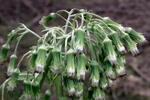 White Butterbur