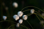 White Cotton Grass