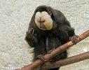 White-faced Saki