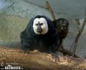 White-faced Saki