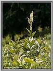 White False-hellebore