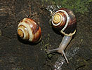 White-lipped Garden Snail