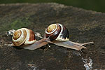 White-lipped Garden Snail