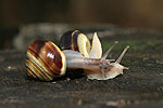 White-lipped Garden Snail