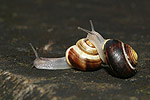 White-lipped Garden Snail