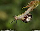 White-lipped Garden Snail