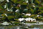 White Water-Lily