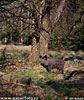 Wild Boar