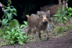 Wild Boar