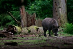 Wild Boar