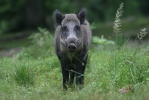 Wild Boar