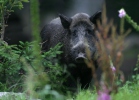 Wild Boar