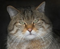 Wild Cat