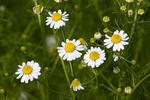 Wild Chamomile