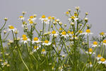 Wild Chamomile