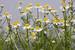 Wild Chamomile