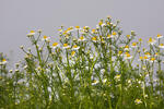 Wild Chamomile