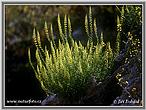 Wild Mignonette