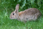 Wild Rabbit