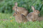 Wild Rabbit