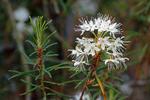 Wild Rosemary