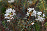 Wild Rosemary