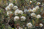 Wild Rosemary