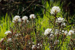 Wild Rosemary