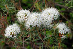 Wild Rosemary