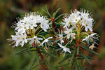 Wild Rosemary