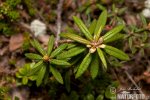 Wild Rosemary