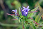 Willow Gentian