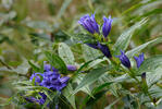 Willow Gentian