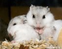 Winter White Dwarf Hamster