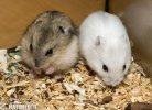 Winter White Dwarf Hamster