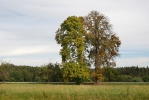 Witte paardenkastanje