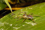 Wolf Spider