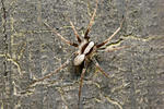 Wolf Spider