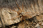 Wolf Spider