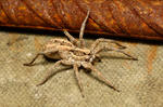 Wolf Spider