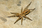 Wolf Spider