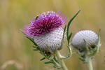 Wollige distel