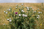 Wollige distel