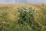 Wollige distel